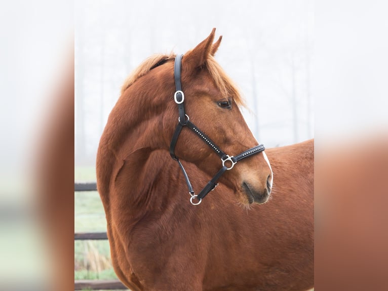 KWPN Stallion 2 years 16.1 hh Chestnut-Red in Wezup