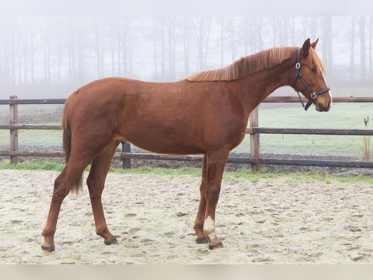 KWPN Stallion 2 years 16.1 hh Chestnut-Red in Wezup