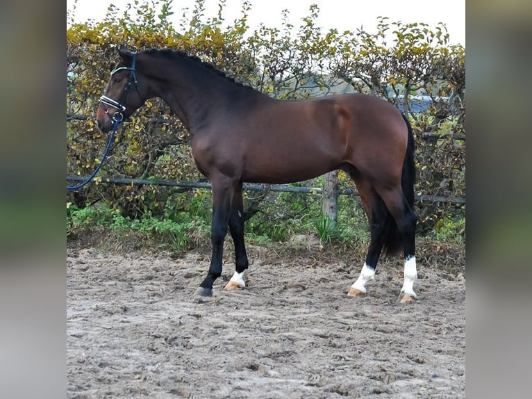 KWPN Stallion 2 years 16,2 hh Bay-Dark in Prinsenbeek