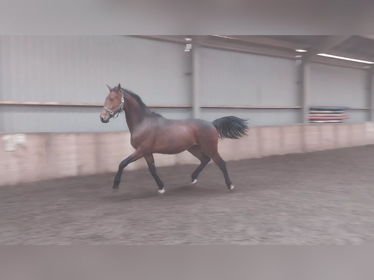 KWPN Stallion 2 years 16,2 hh Bay in Wouterswoude