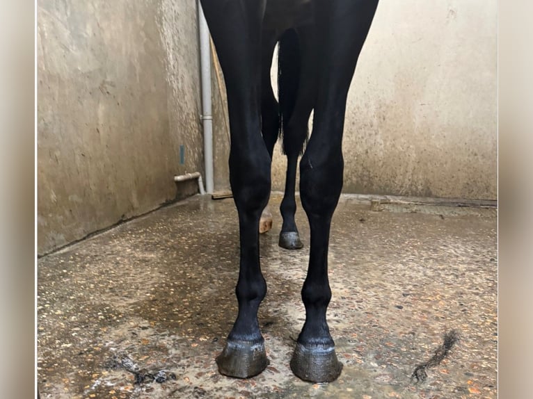 KWPN Stallion 2 years 16,2 hh Black in GROTE-BROGEL