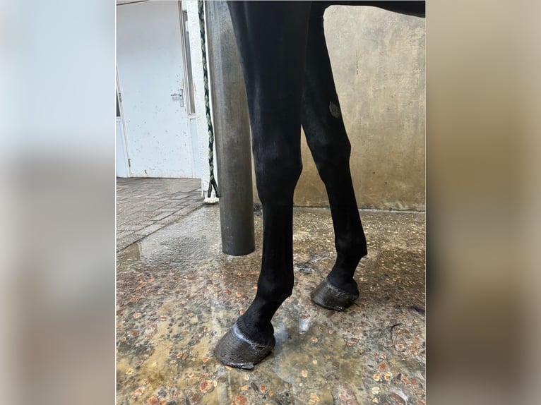 KWPN Stallion 2 years 16,2 hh Black in GROTE-BROGEL