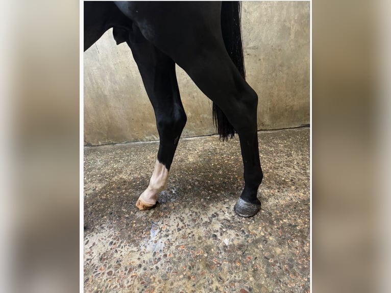 KWPN Stallion 2 years 16,2 hh Black in GROTE-BROGEL