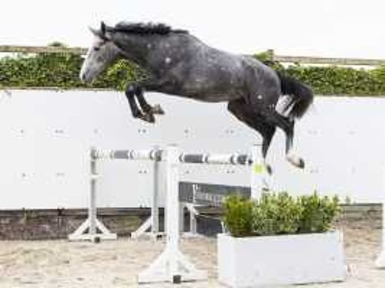 KWPN Stallion 2 years 16,2 hh Gray in Waddinxveen