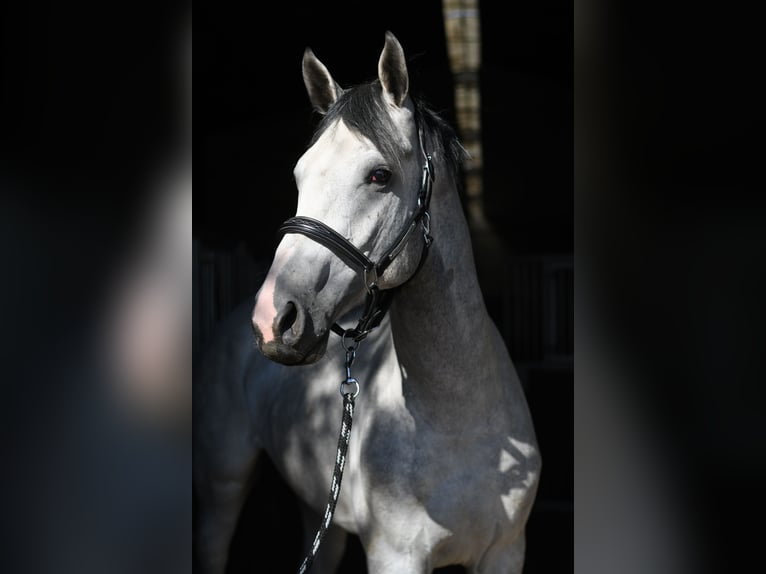 KWPN Stallion 2 years 16.2 hh Grey in Geilenkirchen