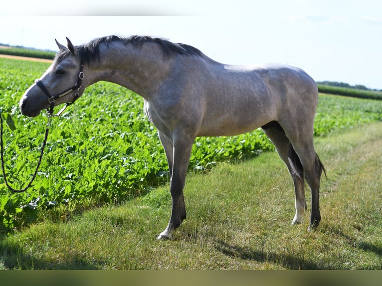 KWPN Stallion 2 years 16.2 hh Grey in Geilenkirchen