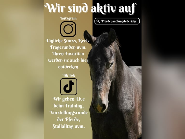 KWPN Stallion 2 years 16,3 hh Gray-Dark-Tan in Nettersheim