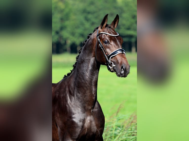 KWPN Stallion 2 years 16 hh Bay-Dark in GROTE-BROGEL