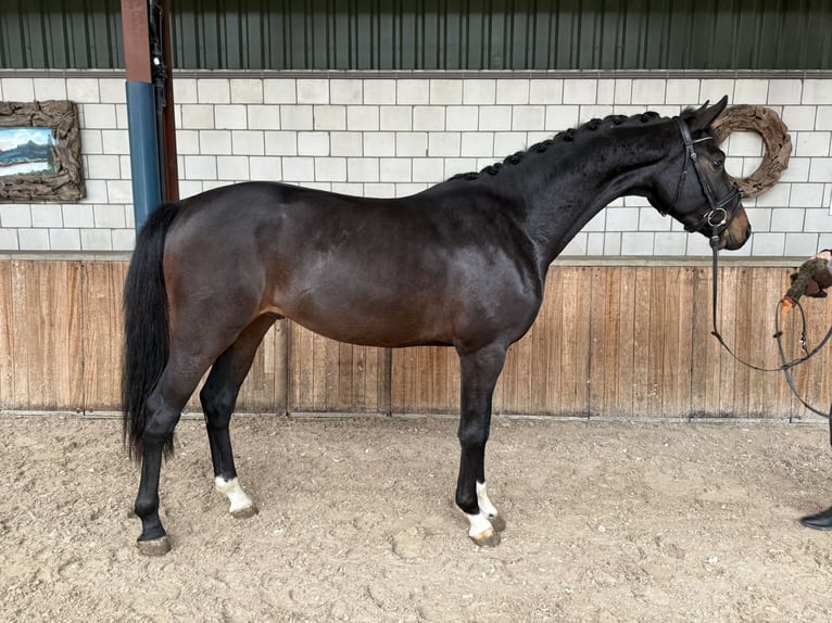 KWPN Stallion 2 years 16 hh Bay-Dark in Oud Gastel KWPN Stallion 2 years 16 hh Bay-Dark in Oud Gastel