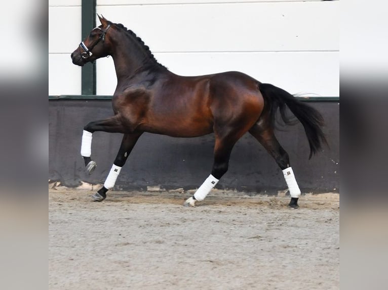 KWPN Stallion 2 years 16 hh Bay-Dark in Reusel