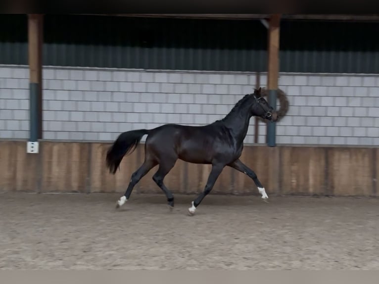 KWPN Stallion 2 years 16 hh Bay-Dark in Oud Gastel