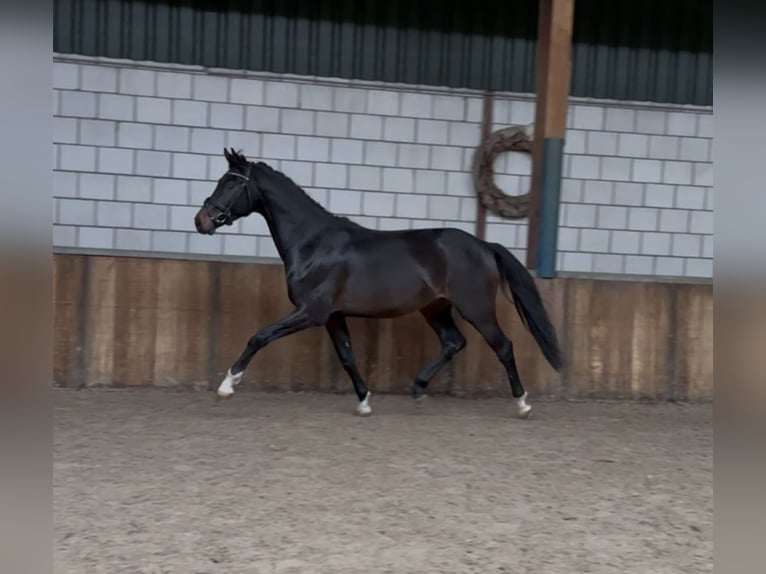 KWPN Stallion 2 years 16 hh Bay-Dark in Oud Gastel