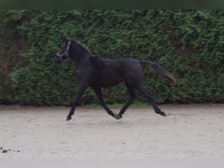 KWPN Stallion 2 years 16 hh Black in Koewacht