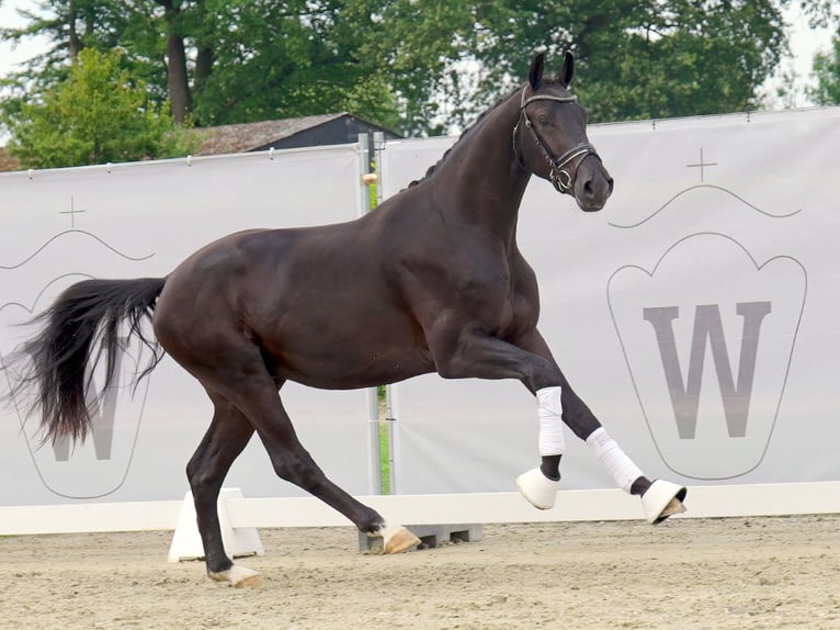 KWPN Stallion 2 years 16 hh Black in Münster-Handorf