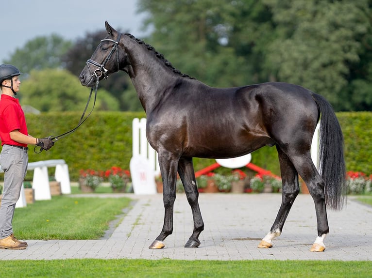 KWPN Stallion 2 years 16 hh Black in Münster-Handorf