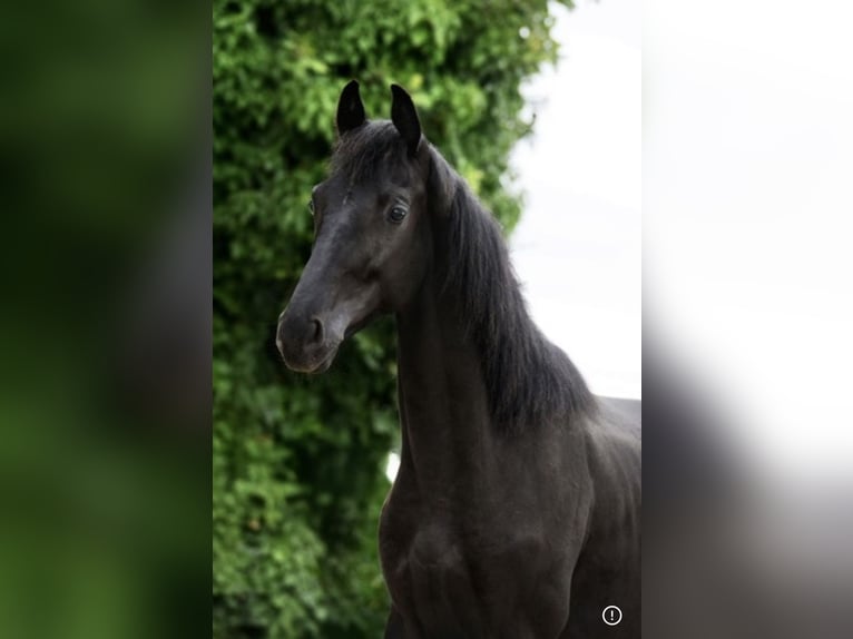 KWPN Stallion 2 years 16 hh Black in Oisy Le Verger