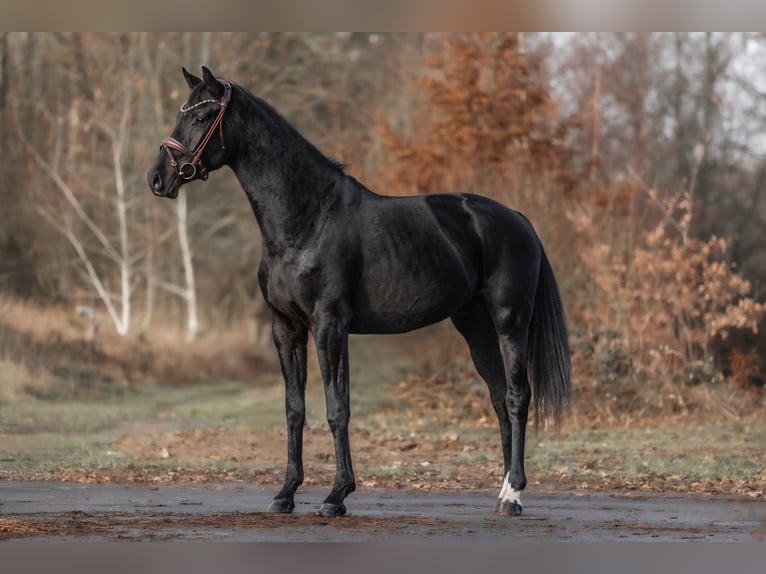 KWPN Stallion 2 years 16 hh Black in Windhagen
