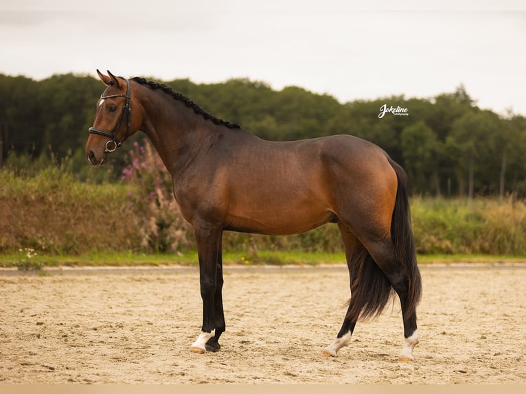 KWPN Stallion 2 years 16 hh Brown in Gieten