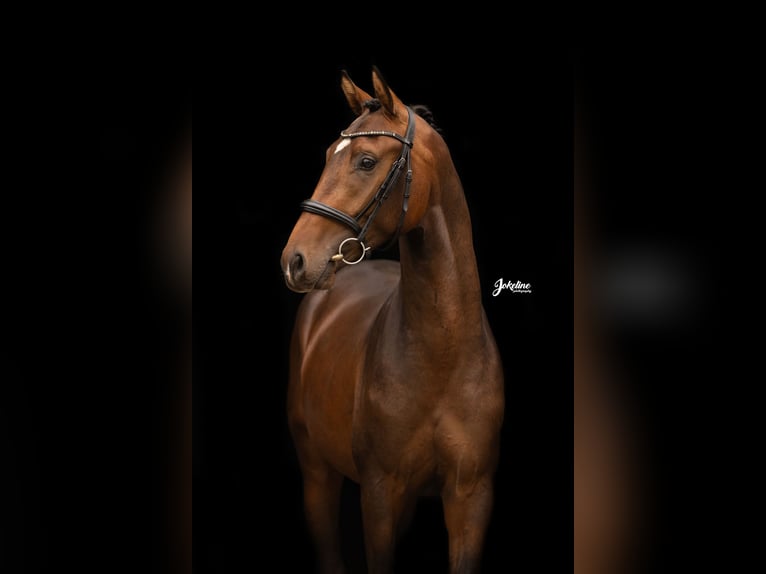 KWPN Stallion 2 years 16 hh Brown in Gieten