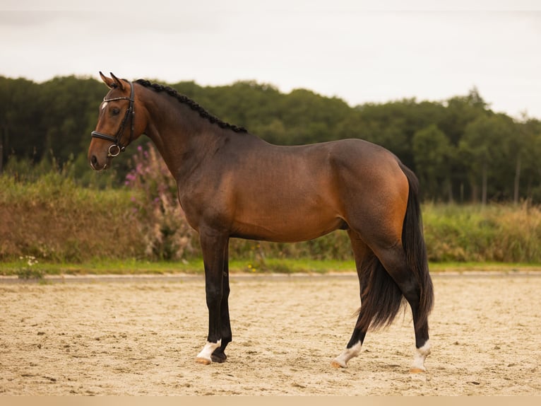 KWPN Stallion 2 years 16 hh Brown in Gieten