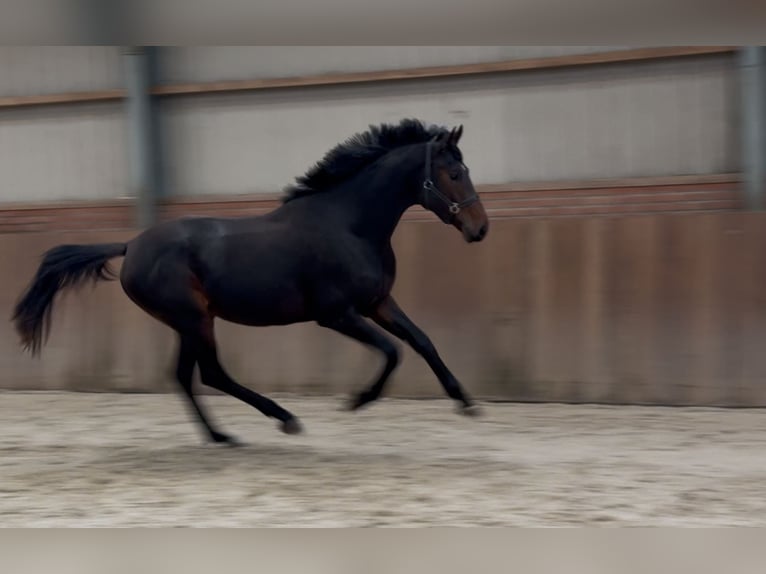 KWPN Stallion 2 years 16,1 hh Bay-Dark in Zieuwent