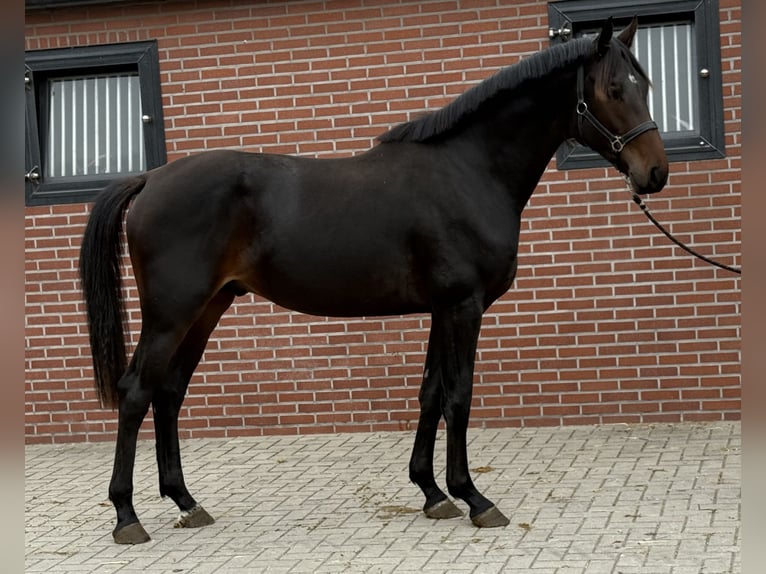 KWPN Stallion 2 years 16,1 hh Bay-Dark in Zieuwent