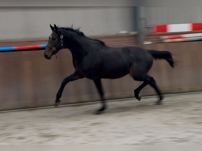 KWPN Stallion 2 years 16,1 hh Bay-Dark in Zieuwent