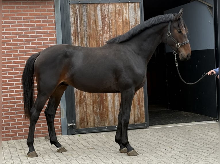 KWPN Stallion 2 years 16,1 hh Bay-Dark in Zieuwent