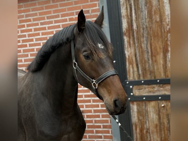 KWPN Stallion 2 years 16,1 hh Bay-Dark in Zieuwent
