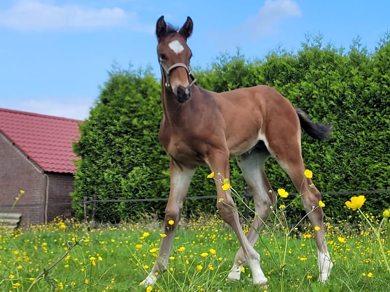 KWPN Stallion 2 years 16,1 hh Bay-Dark in Noordscheschut