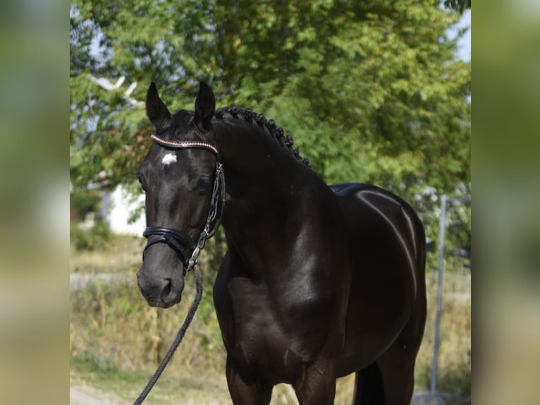 KWPN Stallion 2 years 16,1 hh Black in Csabacs&#x171;d