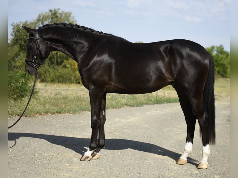 KWPN Stallion 2 years 16,1 hh Black in Csabacs&#x171;d