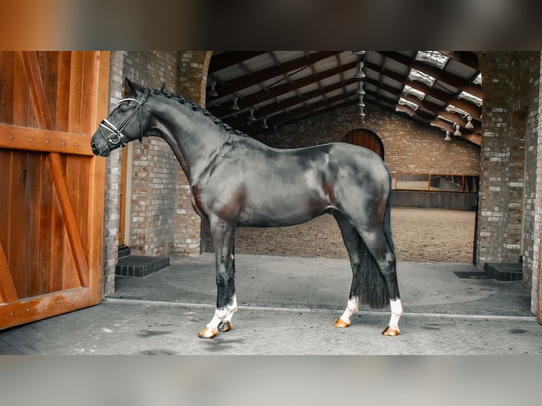 KWPN Stallion 2 years 16,1 hh Black in Hapert