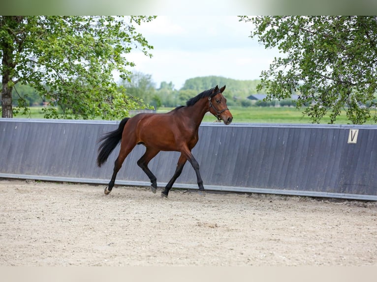 KWPN Stallion 2 years 16,1 hh Brown in Schipluiden