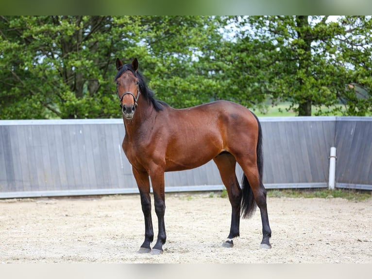 KWPN Stallion 2 years 16,1 hh Brown in Schipluiden