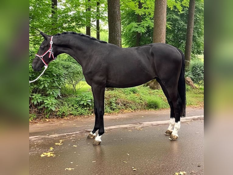 KWPN Stallion 2 years 16,1 hh Brown in Csabacs&#x171;d