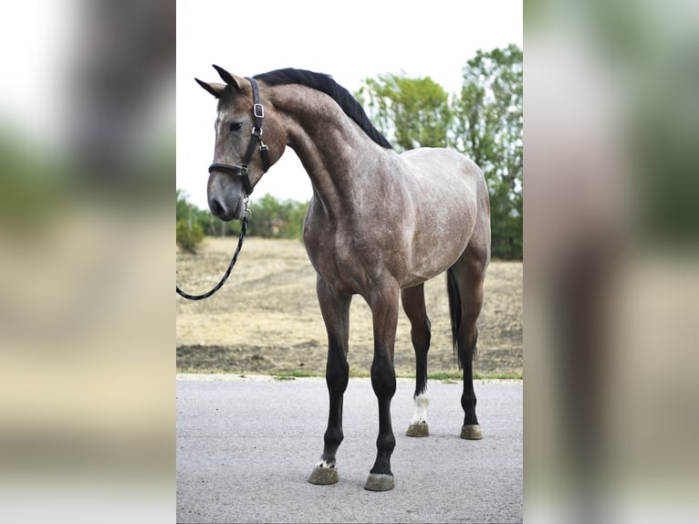 KWPN Stallion 2 years 16,1 hh Brown Falb mold in Szarvas
