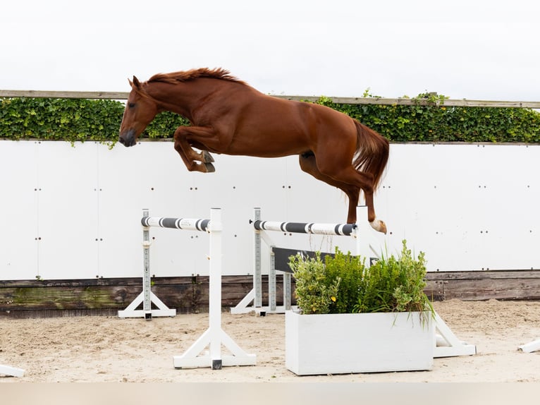 KWPN Stallion 2 years 16,1 hh Chestnut-Red in Waddinxveen