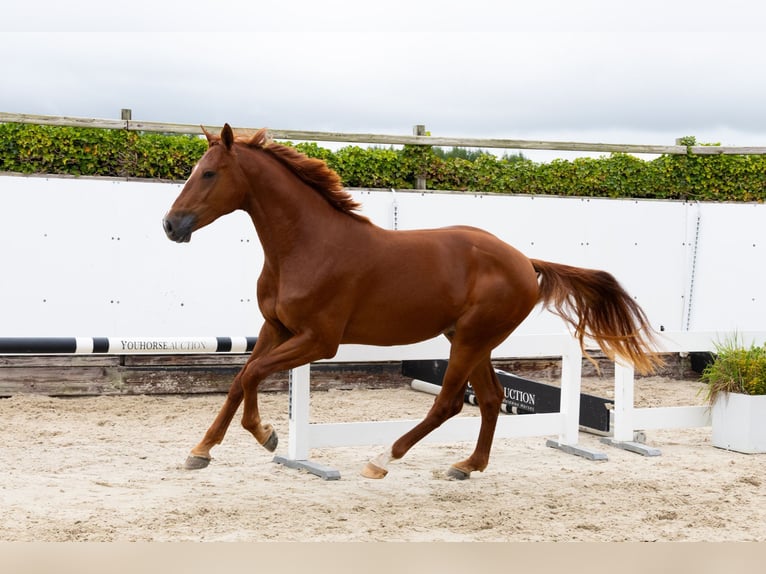 KWPN Stallion 2 years 16,1 hh Chestnut-Red in Waddinxveen