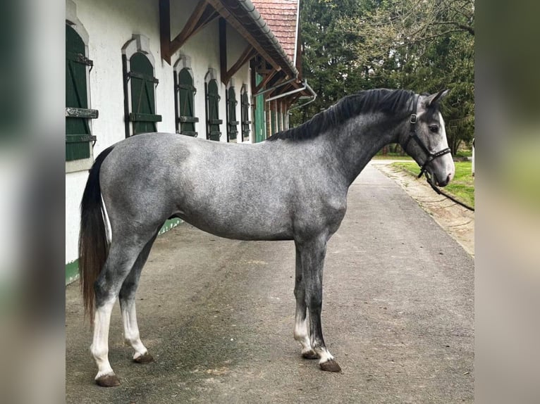 KWPN Stallion 2 years 16,1 hh Gray in Murska Soboda