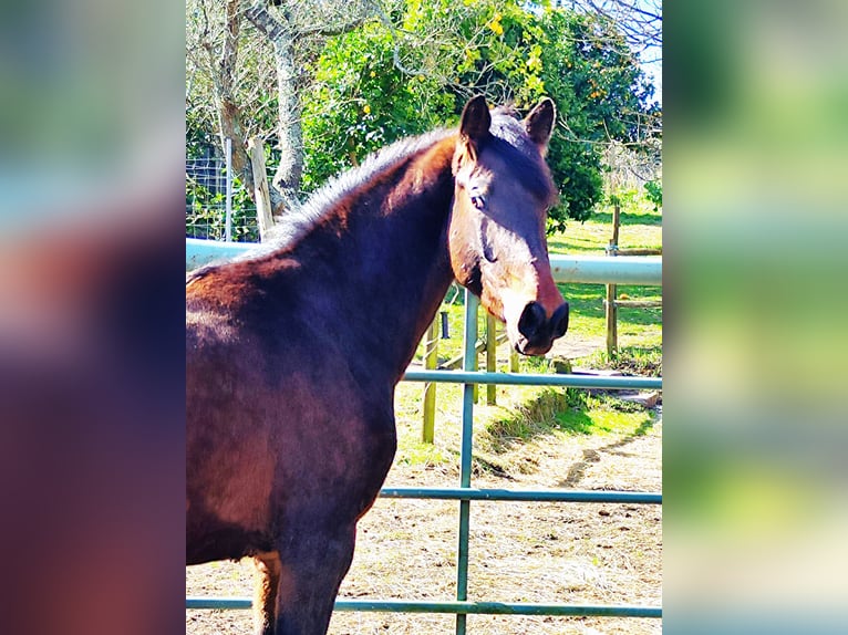 KWPN Stallion 2 years 16,2 hh Bay-Dark in Estrada, A (Casco Urbano)