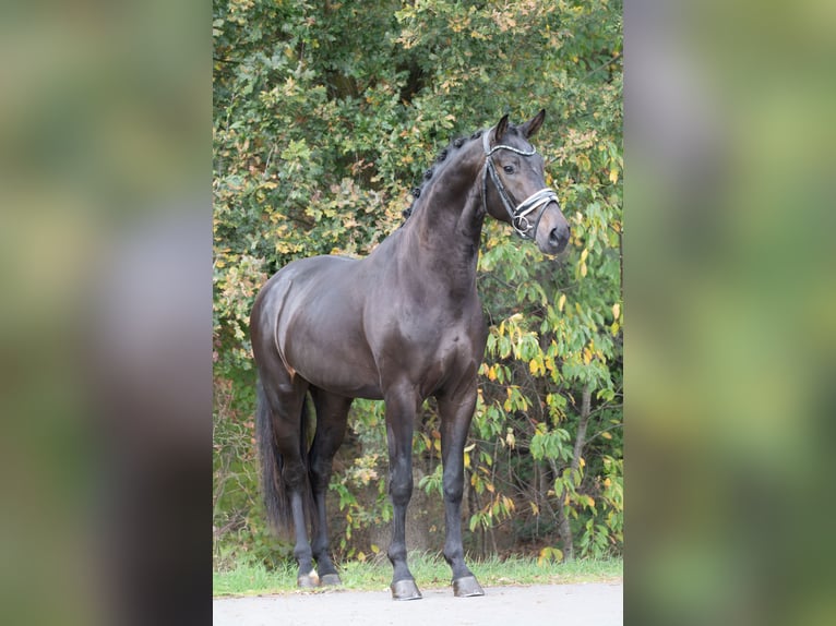 KWPN Stallion 2 years 16,2 hh Black in Oosterhout KWPN Stallion 2 years 16,2 hh Black in Oosterhout