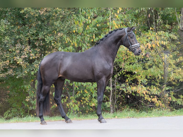 KWPN Stallion 2 years 16,2 hh Black in Oosterhout KWPN Stallion 2 years 16,2 hh Black in Oosterhout
