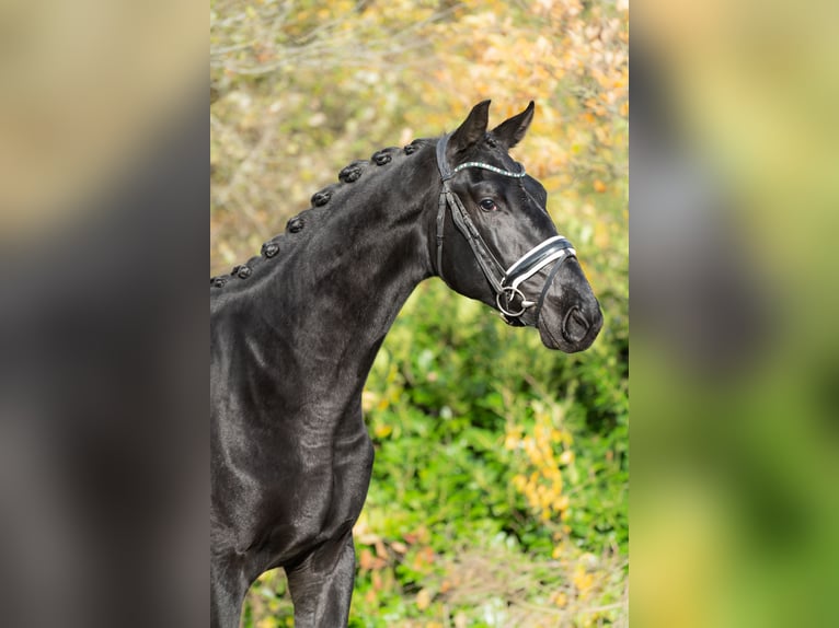 KWPN Stallion 2 years 16,2 hh Black in Oosterhout