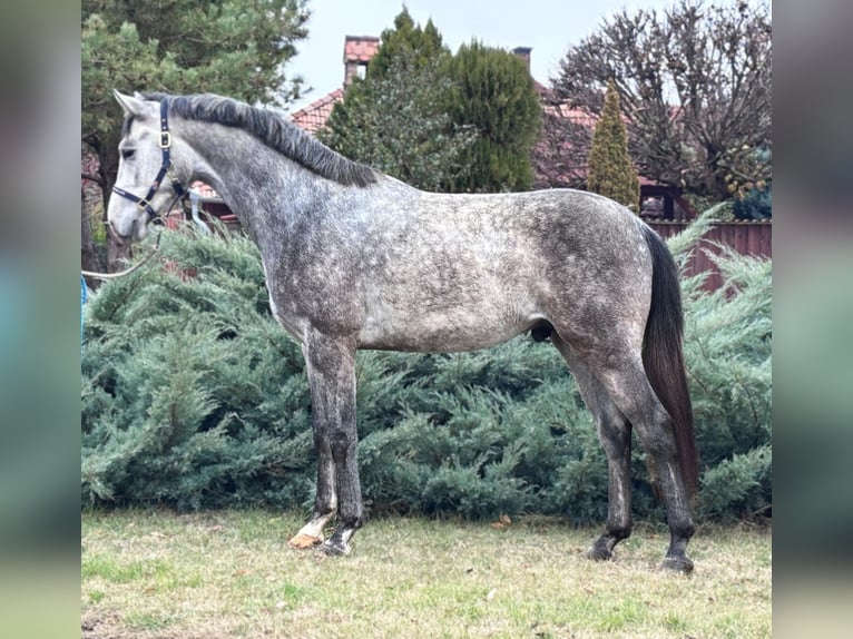 KWPN Stallion 2 years 16,2 hh Grey-Dapple in B&#xE9;k&#xE9;s