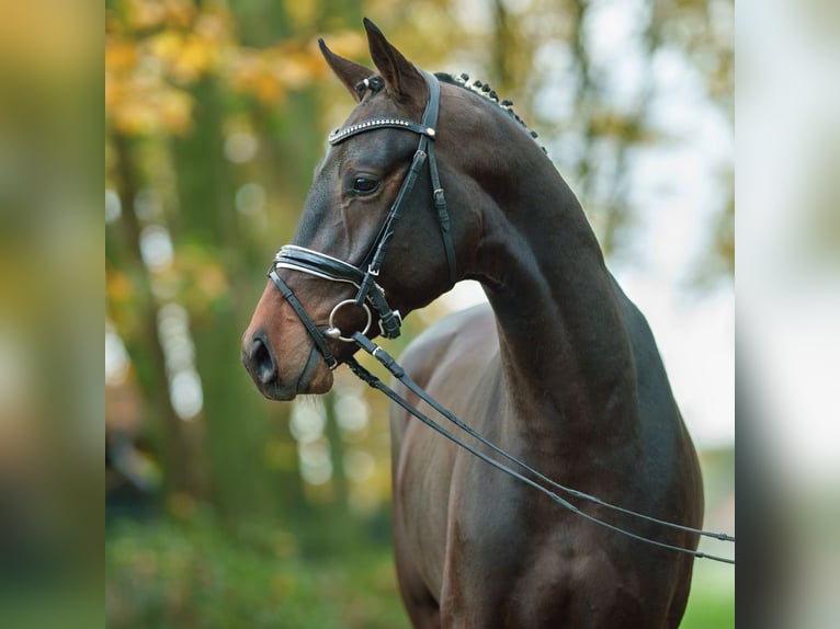 KWPN Stallion 2 years Bay-Dark in Pölchow