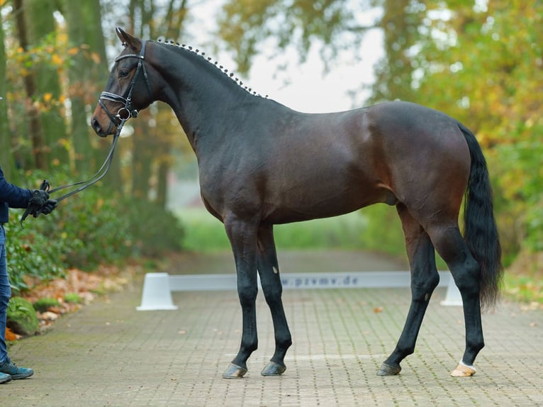 KWPN Stallion 2 years Bay-Dark in Pölchow