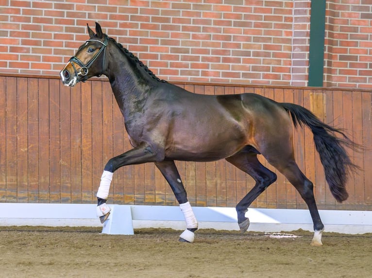 KWPN Stallion 2 years Bay-Dark in Rostock