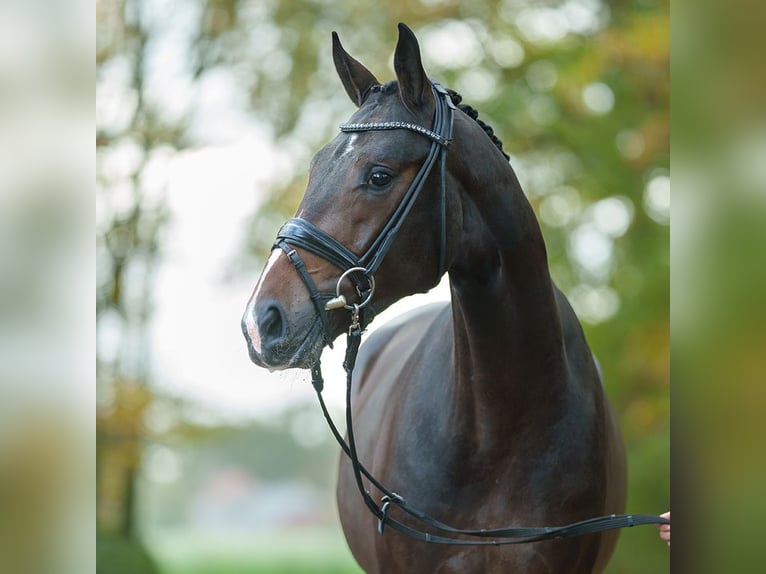 KWPN Stallion 2 years Bay-Dark in Rostock