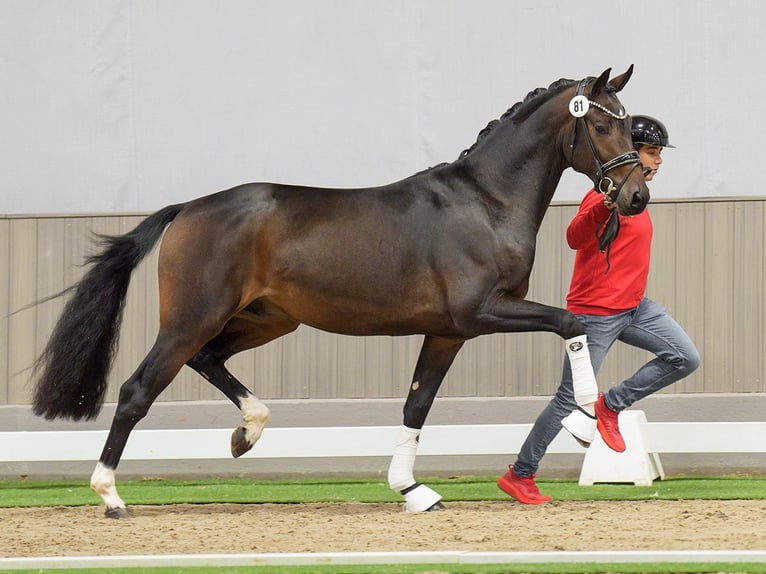 KWPN Stallion 2 years Bay-Dark in Münster-Handorf